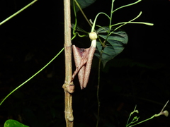 Aristolochia flava