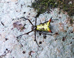 Micrathena crassispina