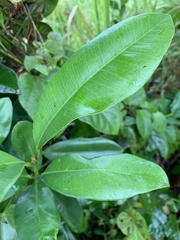 Pimenta racemosa