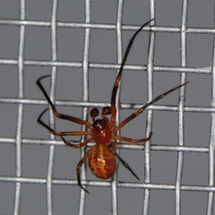 Platnickina alabamensis