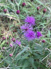 Vernonia texana