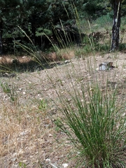 Achnatherum bromoides