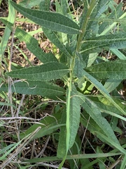 Vernonia texana