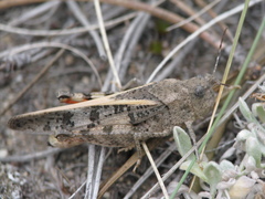 Cratypedes neglectus