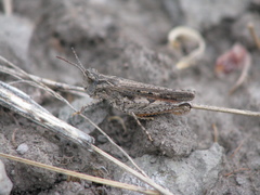 Psoloessa delicatula