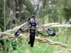 Synanthedon spheciformis