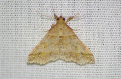 Phalaenophana pyramusalis