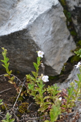 Veronica fruticulosa