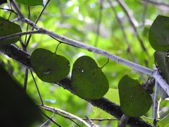 Aristolochia bukuti