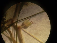 Zannichellia palustris