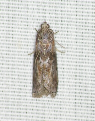 Sciota subcaesiella