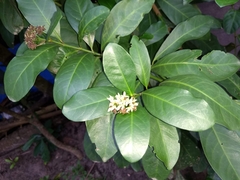 Pavetta indica