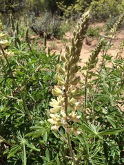 Lupinus barbiger