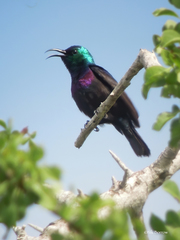 Cinnyris chalcomelas