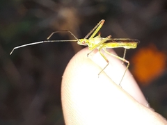 Atopozelus
