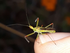 Atopozelus