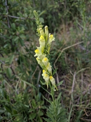 Linaria biebersteinii