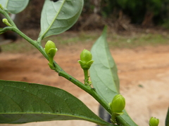 Isolona campanulata