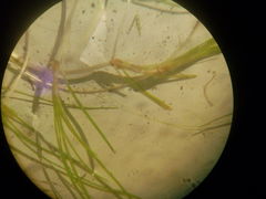 Zannichellia palustris