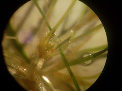 Zannichellia palustris