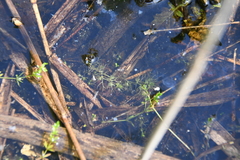 Utricularia australis