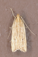Helcystogramma hystricella
