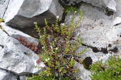 Veronica fruticulosa