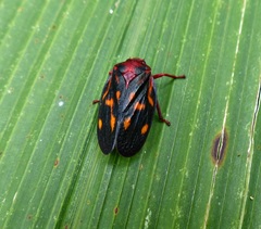 Mahanarva rubropicta