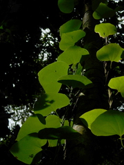 Aristolochia bukuti