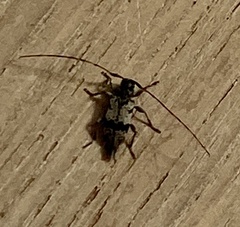 Leiopus femoratus