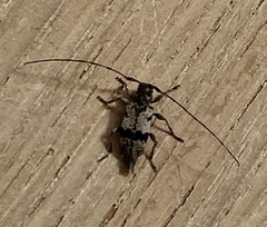 Leiopus femoratus