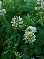 Trifolium repens