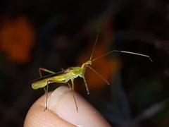 Atopozelus