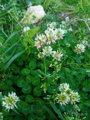 Trifolium repens