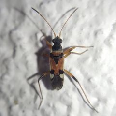 Beosus quadripunctatus