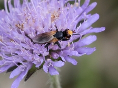 Melanosoma bicolor