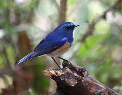 Tarsiger rufilatus