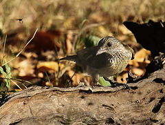 Indicator variegatus