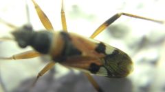 Beosus quadripunctatus