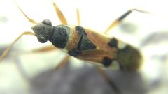 Beosus quadripunctatus