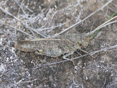 Cratypedes lateritius