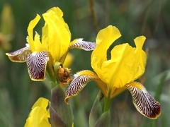 Iris variegata