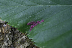 Acalitus longisetosus