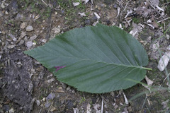 Acalitus longisetosus