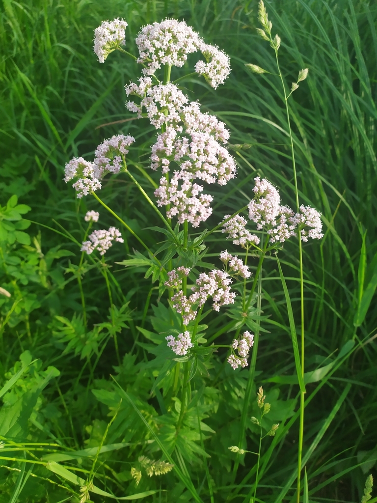 Illustration de Valeriana officinalis