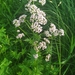 Valeriana officinalis - Photo (c) dziugasindr, μερικά δικαιώματα διατηρούνται (CC BY-NC)