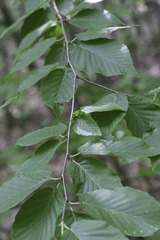 Acalitus longisetosus