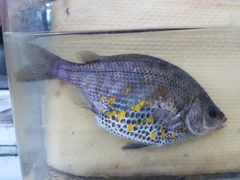 Hysterocarpus traskii pomo