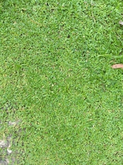 Phyla nodiflora nodiflora