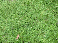 Phyla nodiflora nodiflora